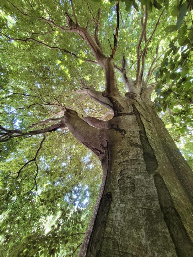 Grande Tente Tipi En Pleine Foret Burzet Экстерьер фото